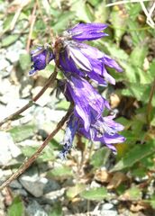Campanula collina