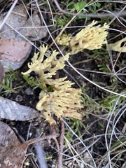 Ramaria lorithamnus