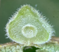 Caryomyia conoidea