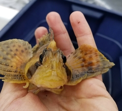 Nautichthys oculofasciatus