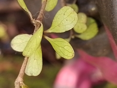 Coprosma rigida