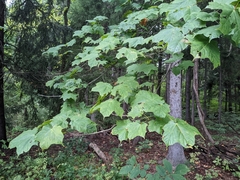 Acer nigrum