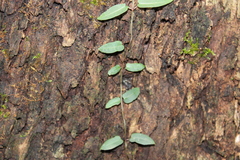 Parsonsia straminea