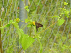 Thorybes dorantes dorantes