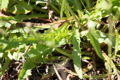 Scorzoneroides autumnalis