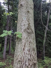 Acer nigrum