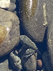 Rana boylii