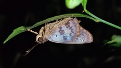 Polygonus savigny savigny