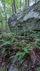 Polypodium virginianum