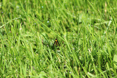 Chrysopilus thoracicus