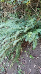 Polystichum munitum