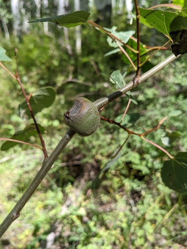 Poplar Twiggall Fly photo 5