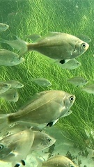 Hyperprosopon argenteum