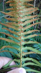 Polystichum munitum