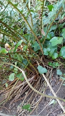 Polystichum munitum
