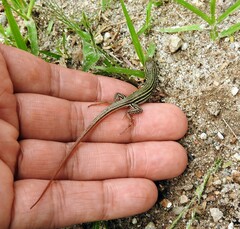 Aspidoscelis gularis