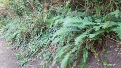 Polystichum munitum
