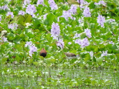 Jacana spinosa