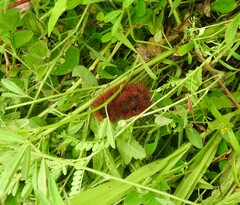 Pyrrharctia isabella