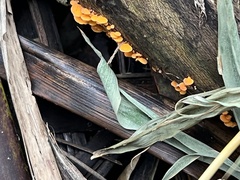 Favolaschia claudopus