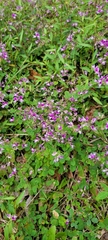 Lespedeza repens