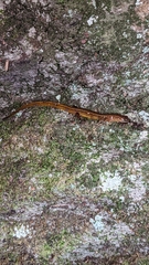 Eurycea wilderae