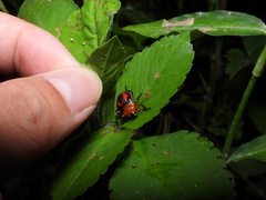 Eocanthecona furcellata