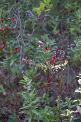 Desmodium