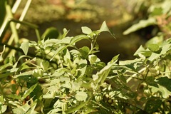 Physalis angulata