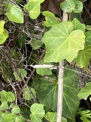 Hedera azorica
