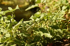 Physalis angulata