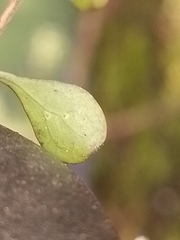 Coprosma rigida