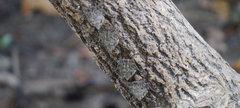Rhynchonycteris naso