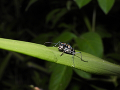 Cosmodela batesi