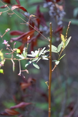 Desmodium