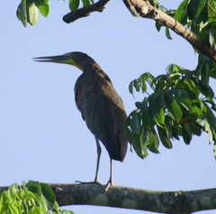 Tigrisoma mexicanum