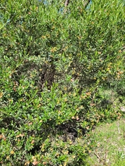 Dodonaea viscosa spatulata