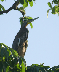 Tigrisoma mexicanum