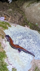 Plethodon yonahlossee