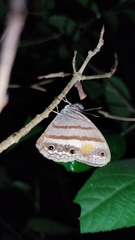 Cissia pseudoconfusa