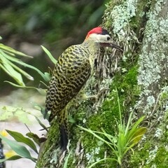 Colaptes melanochloros