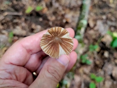 Inocybe