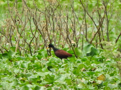 Jacana spinosa