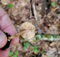 Inocybe