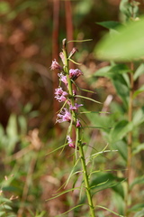 Liatris spicata