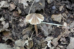 Inocybe