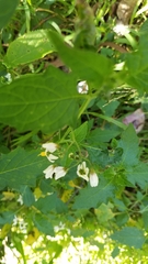 Solanum furcatum