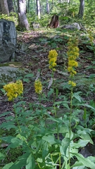 Solidago puberula