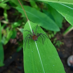 Hamadruas sikkimensis