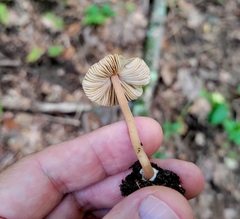 Inocybe